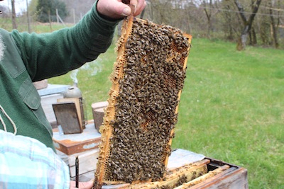 Wie viele Bienen sehen sie auf der Waabe?