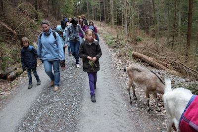 Rückweg in Begleitung von zwei Ziegen...