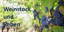 Weinstock und Reben